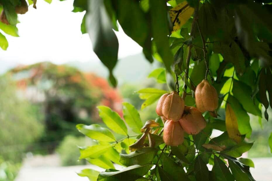 Unopened ackee pods on the tree, Kingston